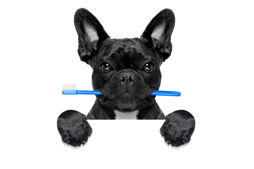 How to care for a senior dog who’s losing his teeth