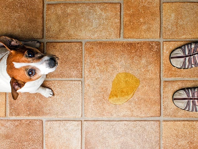 Dealing With Dogs With Incontinence