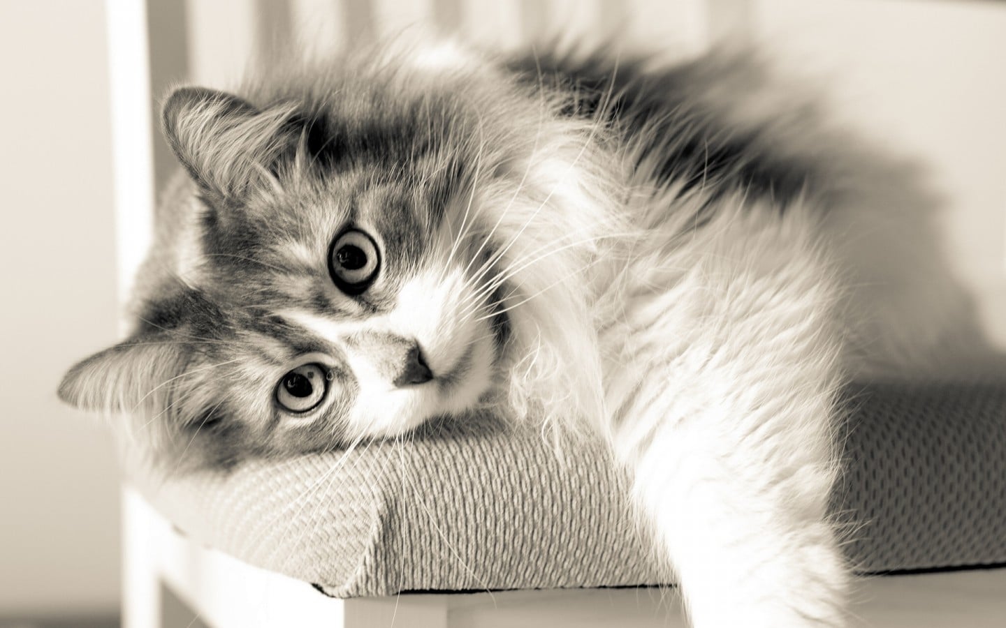 Cómo manejar la ansiedad en gatos