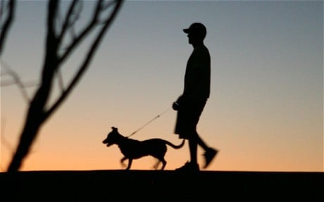 3 Formas de Mantener a Tu Perro Seguro en los Paseos Nocturnos