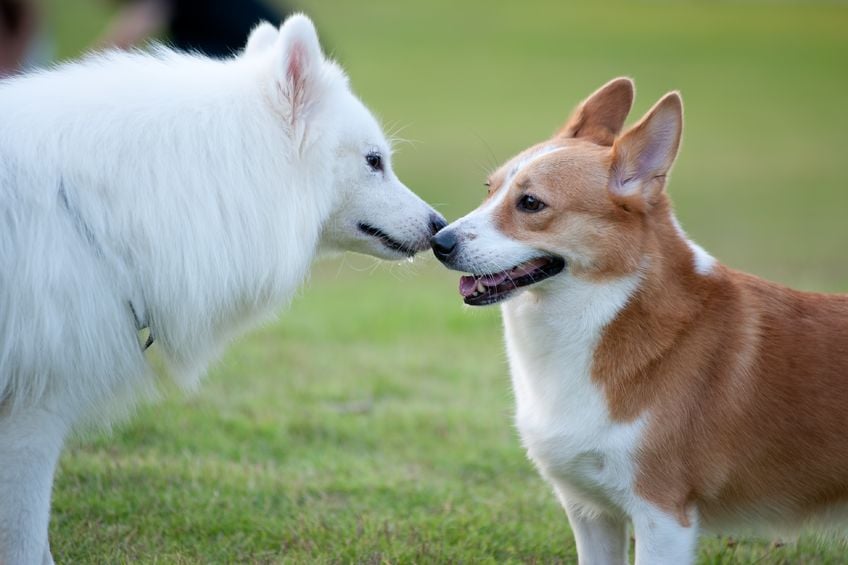 How to talk to your dog