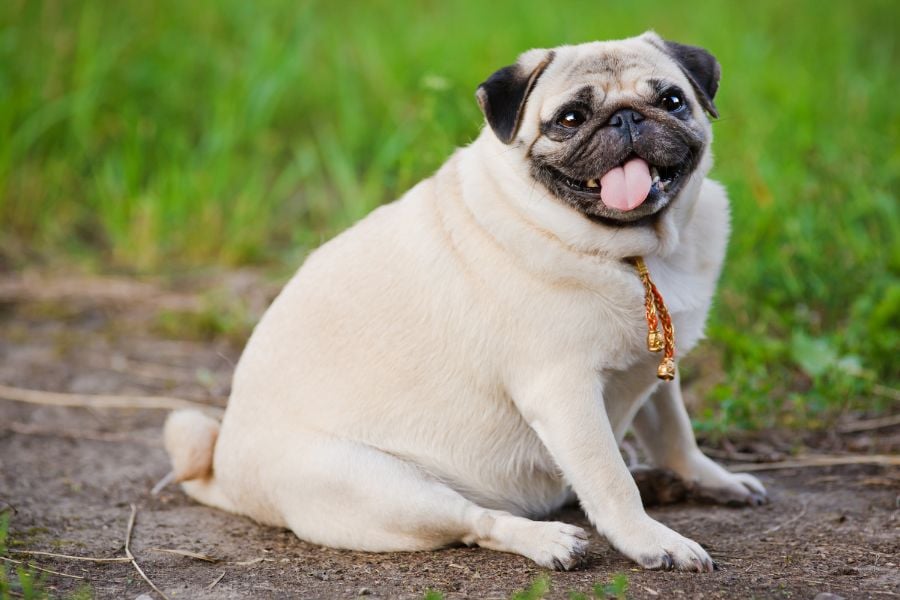 Chubby to Chiseled: A Fun Guide to Shedding Pounds with Your Pup