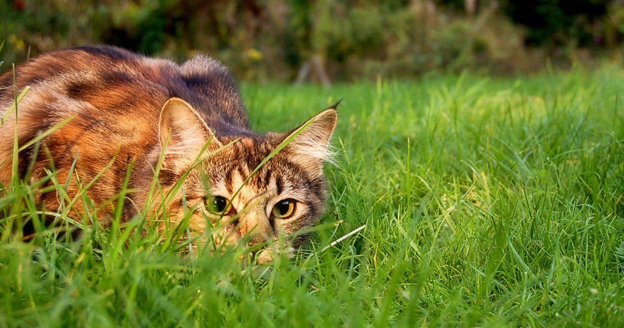 Gatos y Fauna Silvestre: Cómo Evitar que tu Gato Sea un Cazador