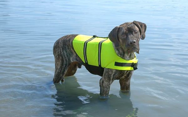 Por Qué Deberías Considerar un Chaleco Salvavidas para Tu Perro