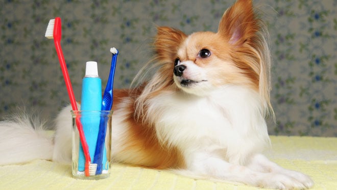The ABC’s of Dog Dental Care