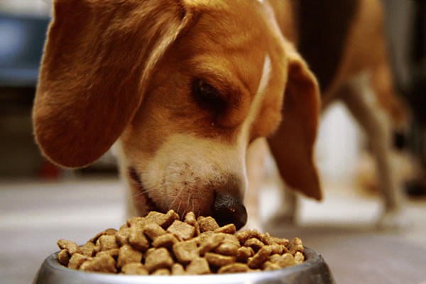 Perros con Estómago Sensible