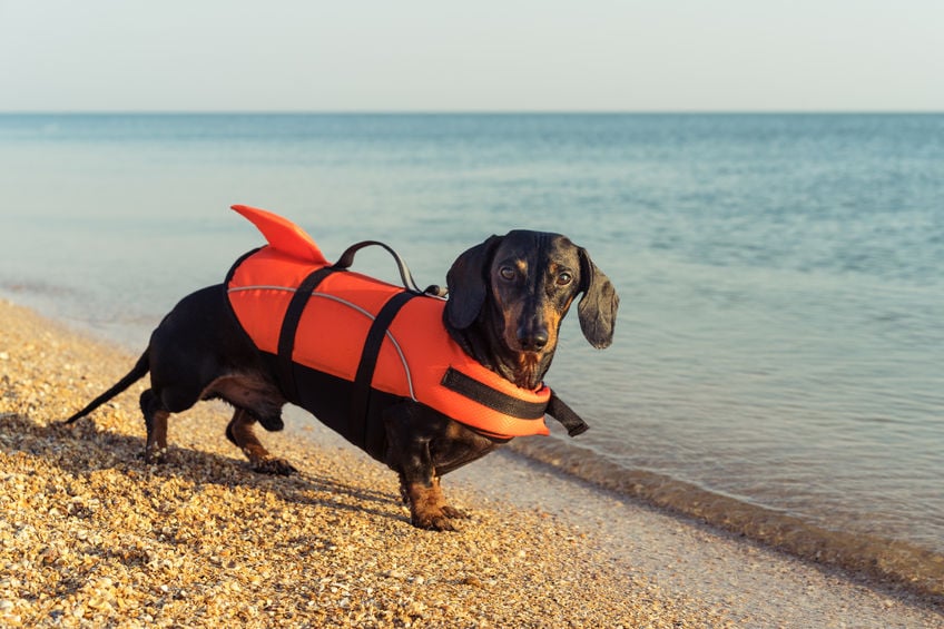 How to help your dog if he’s afraid of water