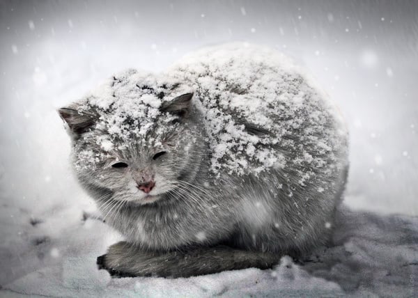 No Dejes que la Comida de Tu Gato se Congele en Clima Frío