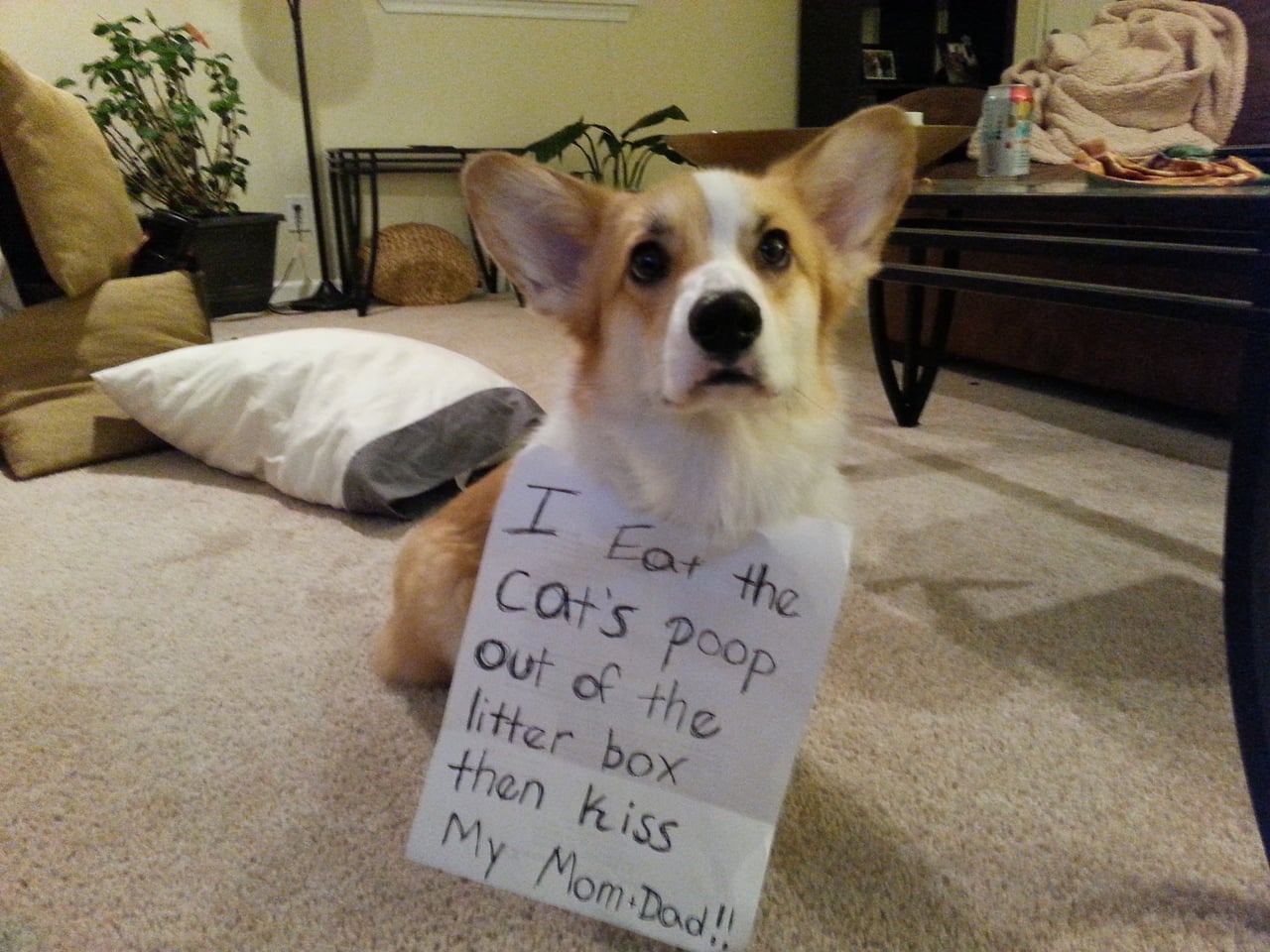 What To Do If Your Dog Eats Your Cat's Litter