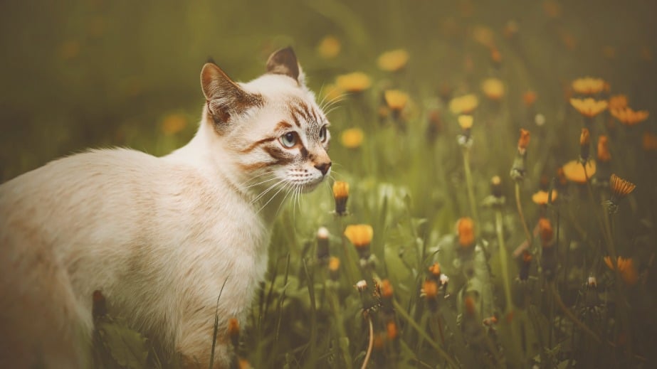 How cats use scent to communicate