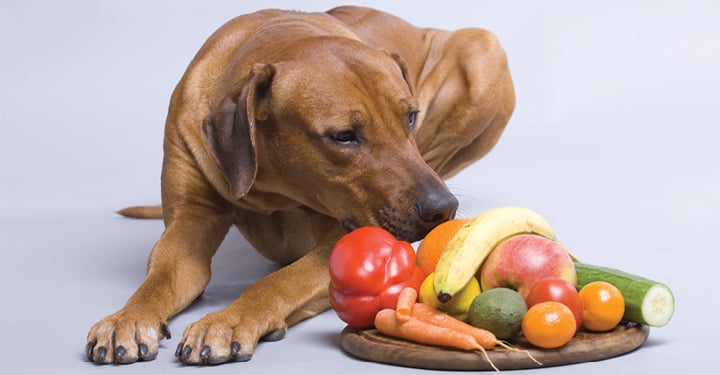 Vegetarian and Vegan Pets