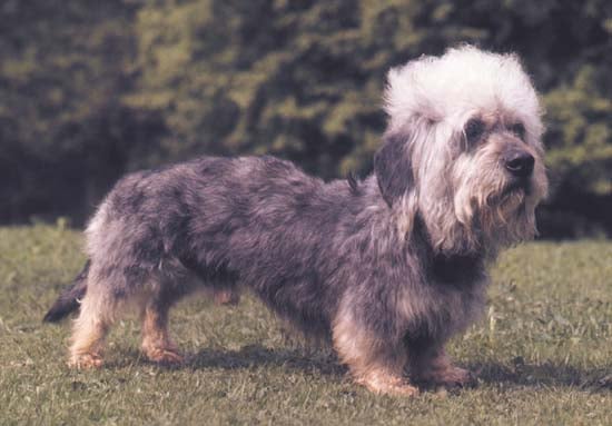 Los 15 Perros Menos Populares del Mundo