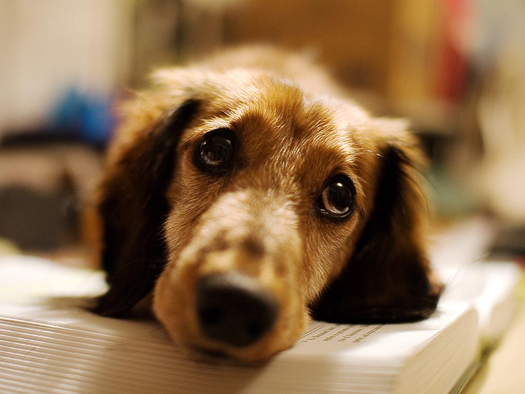 7 Razones por las que mi Perro Llora