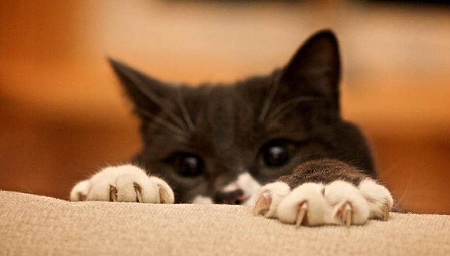 The Lowdown on Declawing Your Cat