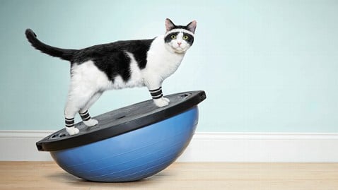 5 Consejos para Mantener a Tu Gato Activo