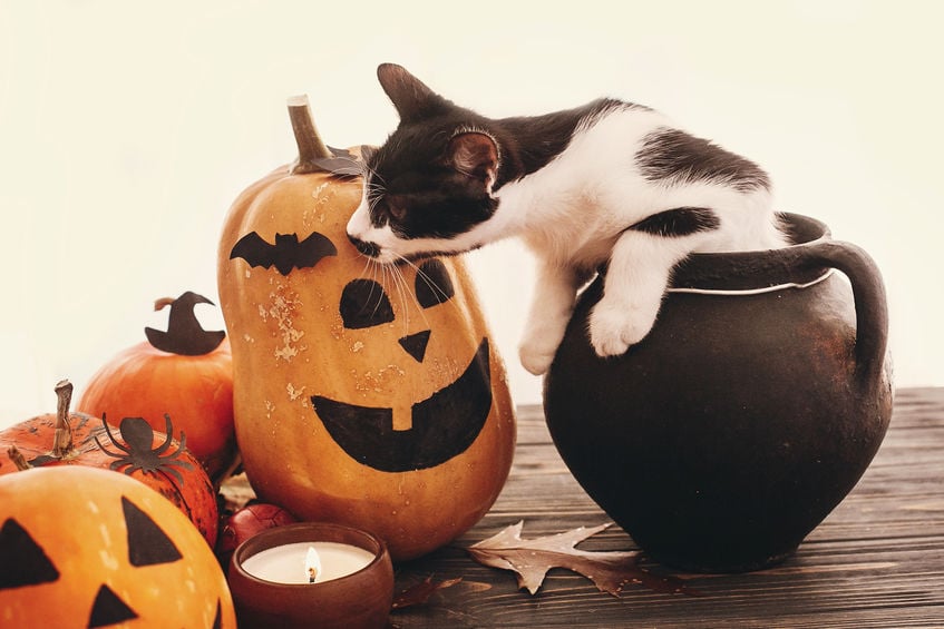 Why do cats steal things?