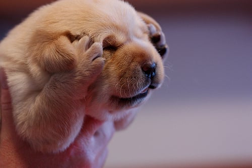6 Formas de Calmar a un Cachorro Estresado