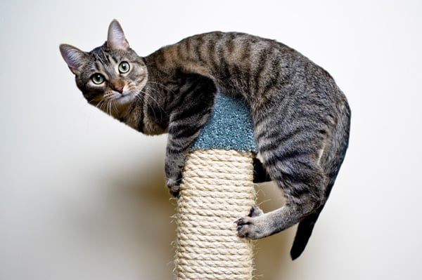 Why cats prefer high places?