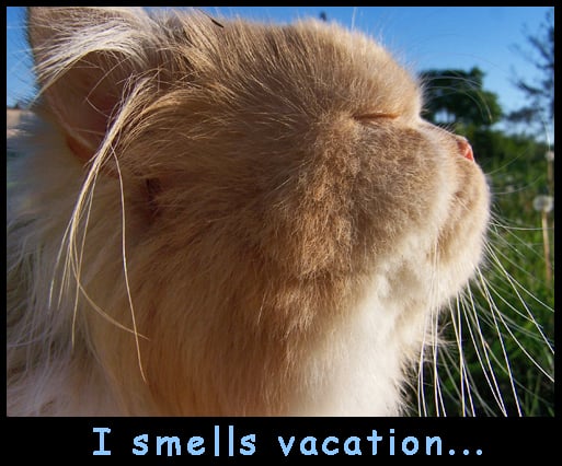 9 Consejos para Llevar a Tu Mascota de Vacaciones