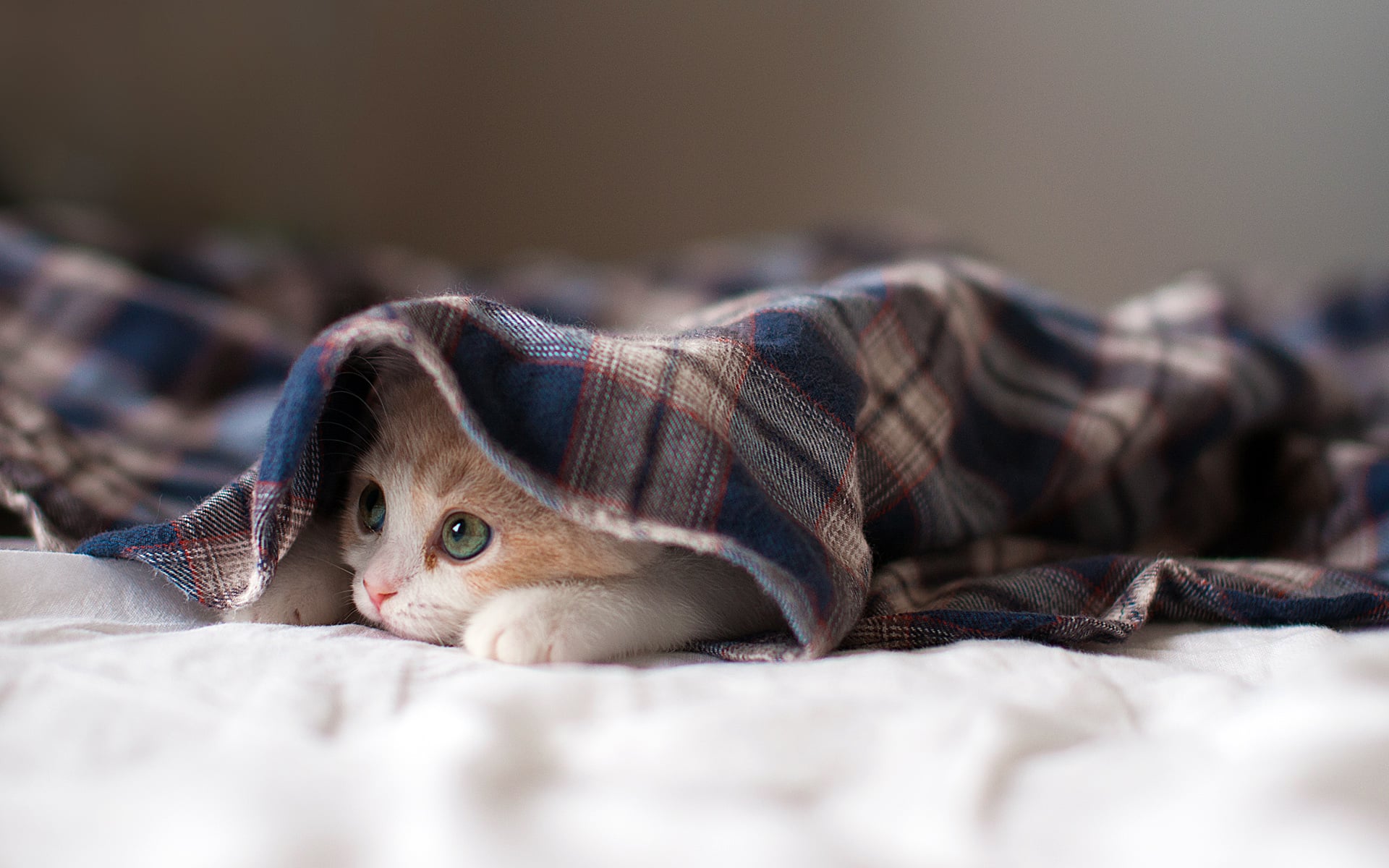 3 Cosas Que Hacer Antes de Dejar a Tu Gatito Solo