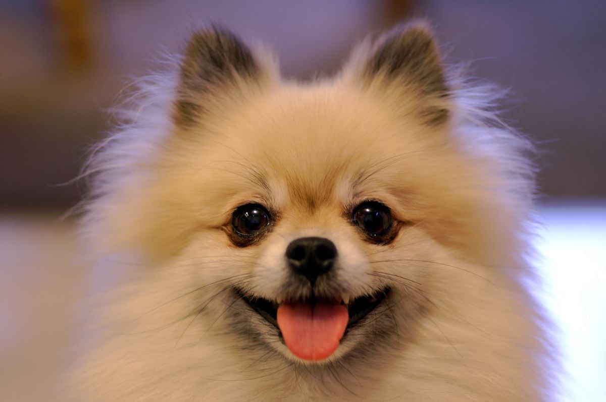 12 Formas de Cuidar a Perros Pequeños