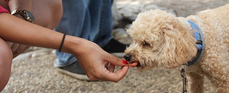 Is Bravecto safe for breeding dogs?
