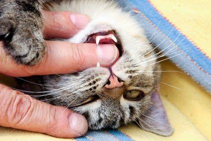 ¿Por Qué Los Gatos Atacan De Repente Mientras Los Acaricias?