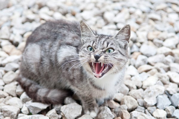 What does hissing mean?