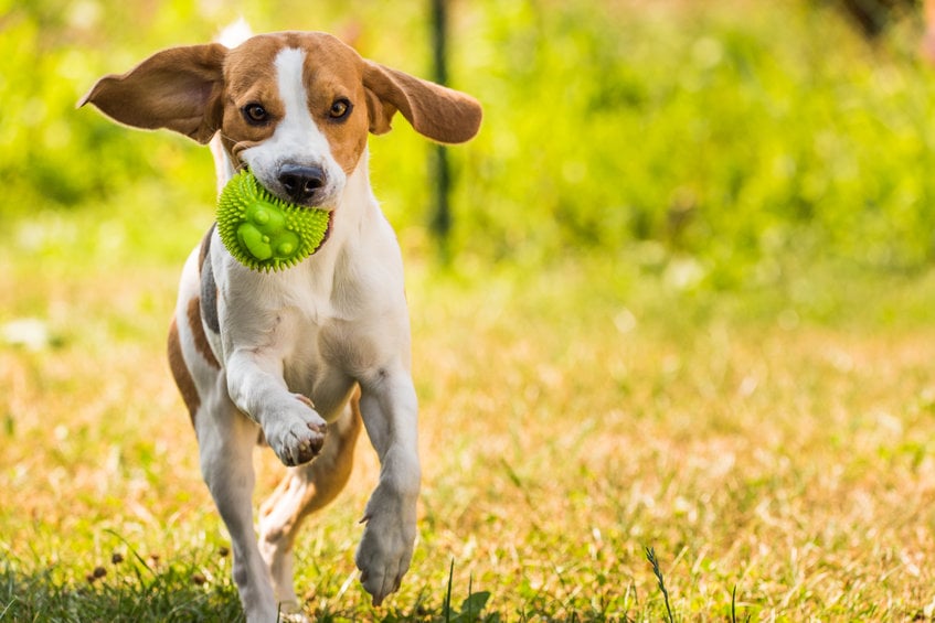 How much playtime does my dog need?