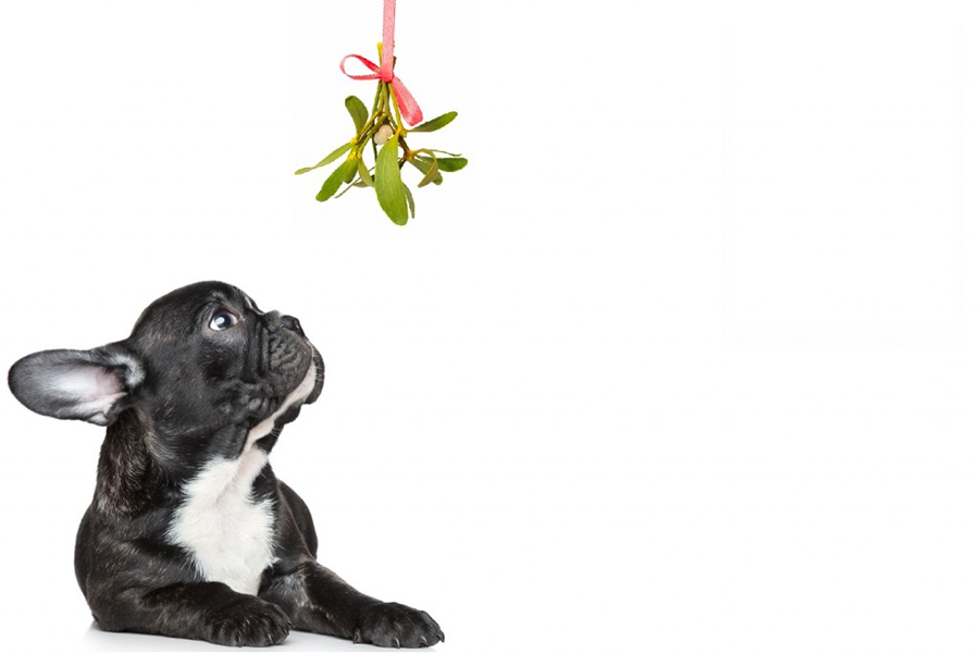 mistletoe dog