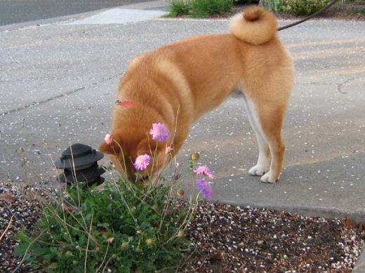 Is it OK for my dog to eat things he finds on walks?