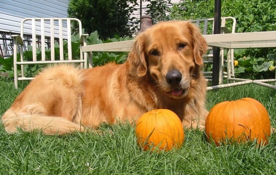 7 Beneficios de Agregar Calabaza a la Dieta de Tu Mascota
