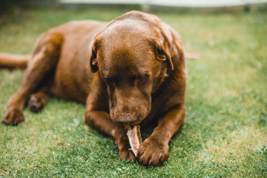 Unraveling the Enigma - Understanding How Dogs Contract Internal Worms