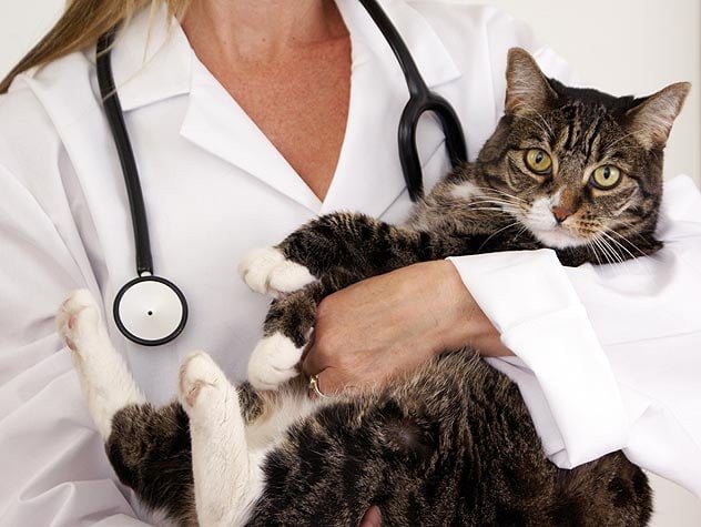 Enfermedades Comunes en Gatos y sus Síntomas Parte 2