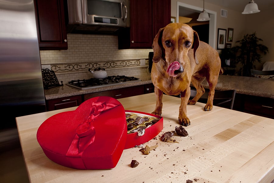 Perros y chocolate: ¿cuánto es demasiado?