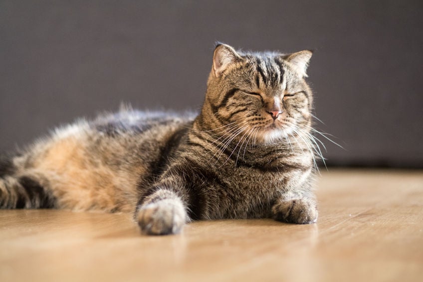 This is why you’re petting your cat wrong