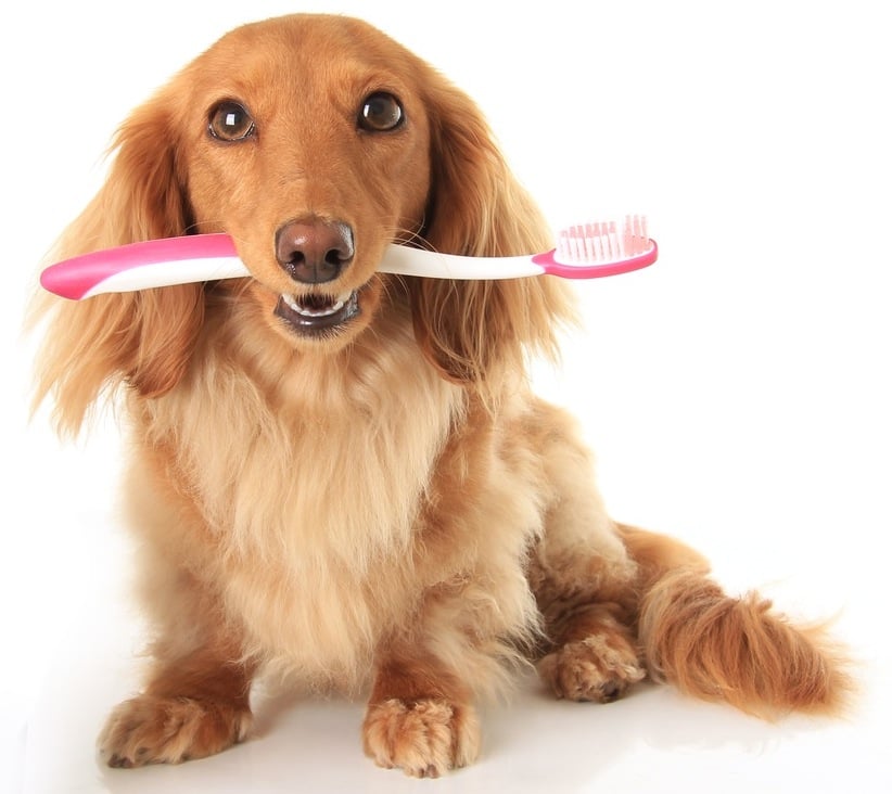 Aprende a cepillar los dientes de tu perro