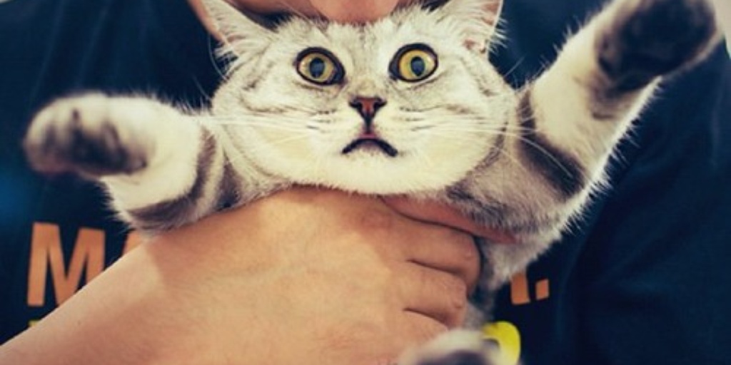 Grumpy Cat: ¿Puede tu gato realmente no aguantarte? 