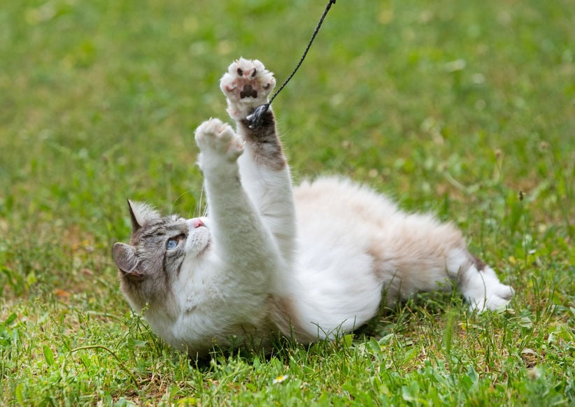 Can you really teach a cat tricks?