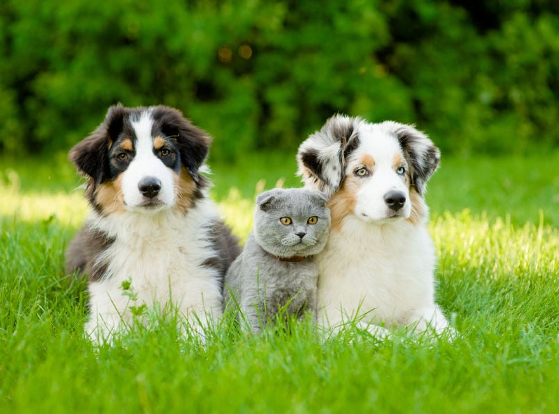 Should I microchip my pet?
