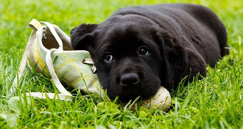 Why dogs love chewing your prized possessions