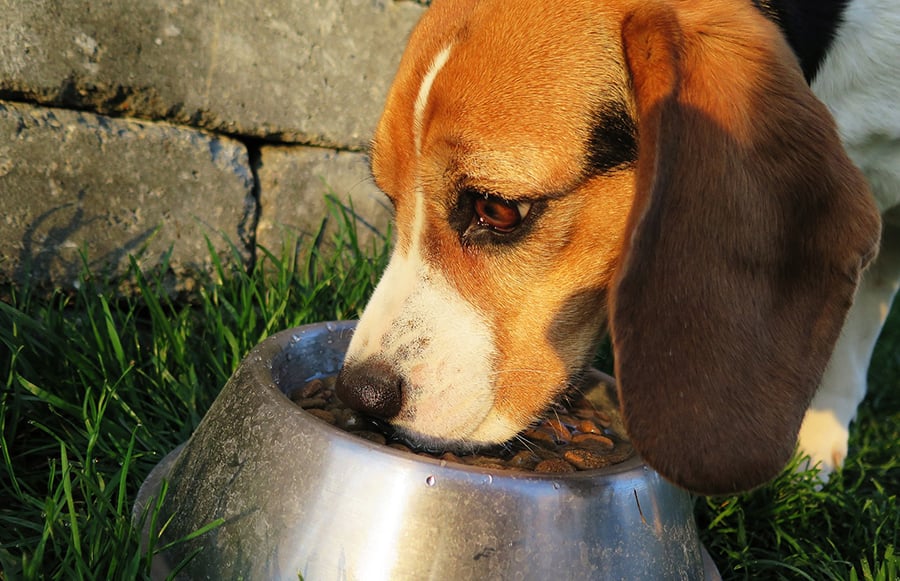 Healthy, High Protein Dog Food Recipe