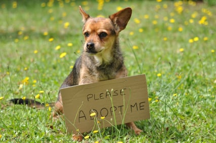 5 Razones Para Adoptar un Perro Mayor