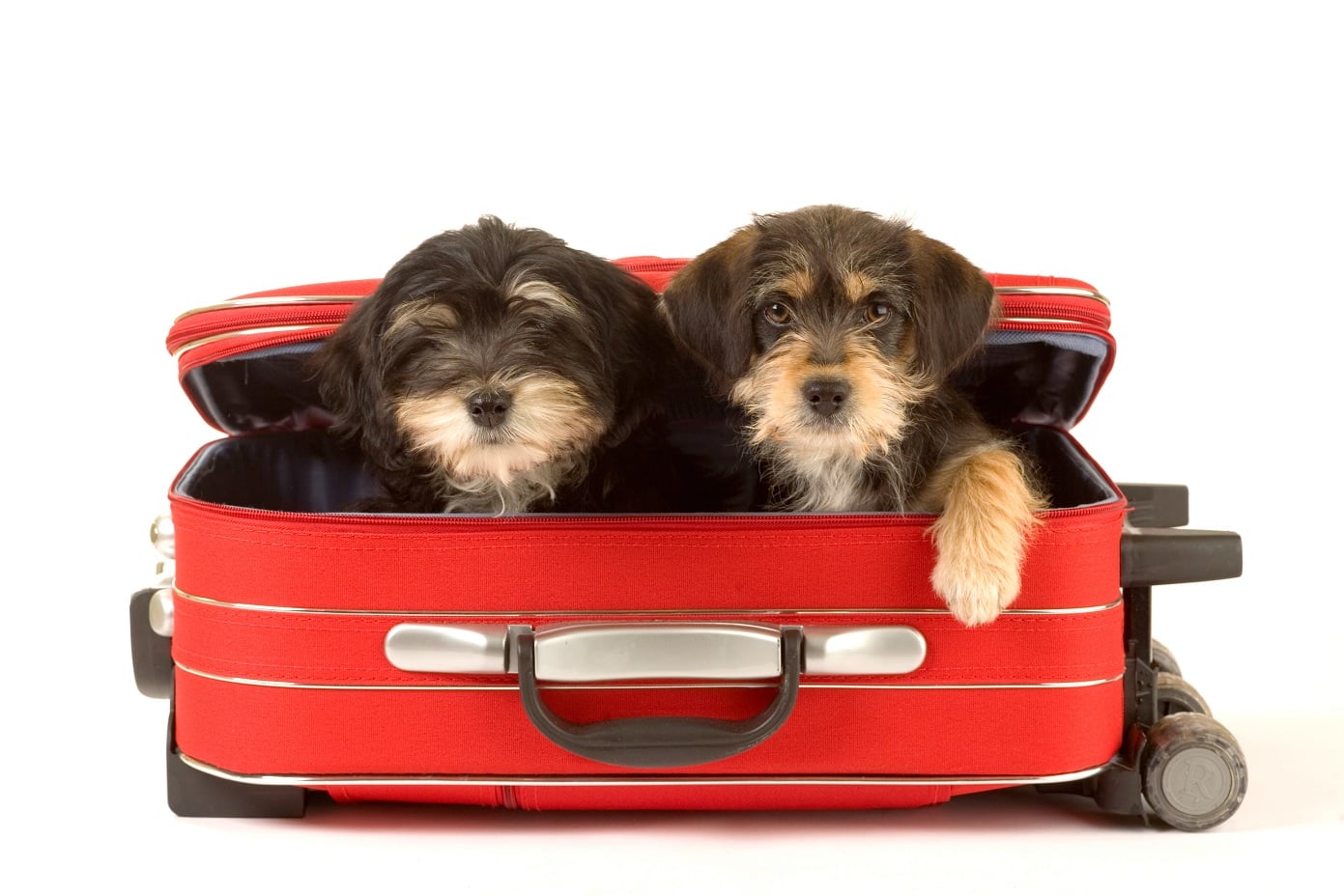 Tips For Traveling With Pets During The Holidays