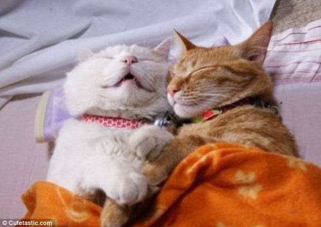 14 Felinos que Necesitan una Siesta