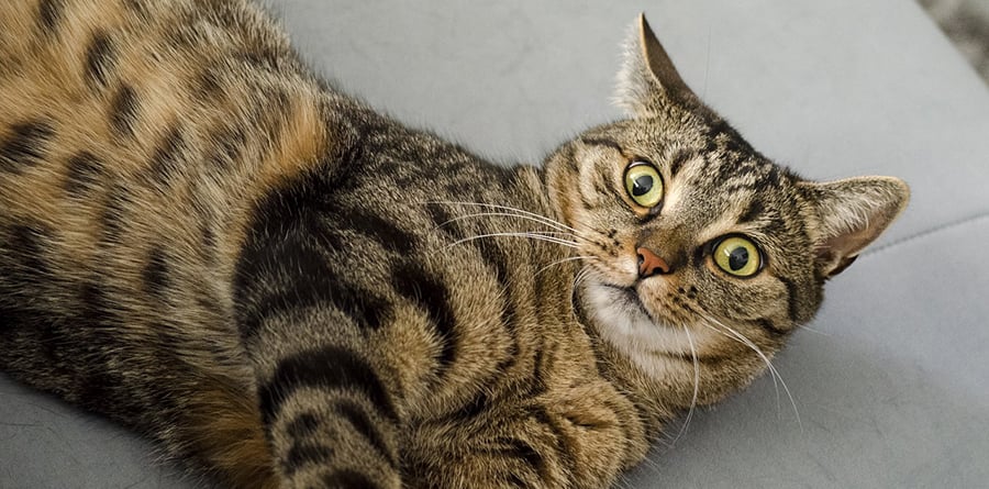 Why does my cat get the “zoomies” after pooping?