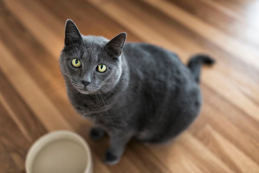 Why does my cat dip his paw in his water bowl?