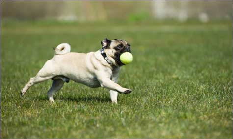 How Much Exercise Should Your Dog Be Getting?
