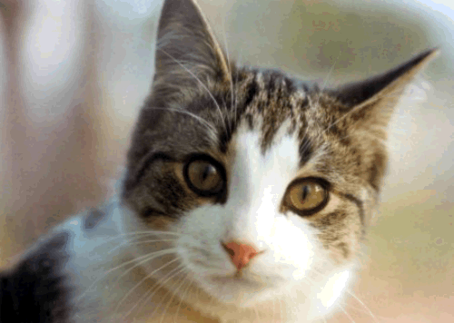 Gatos e Infecciones del Tracto Urinario