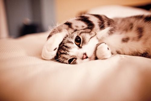 La Enfermedad del Gusano del Corazón en Gatos
